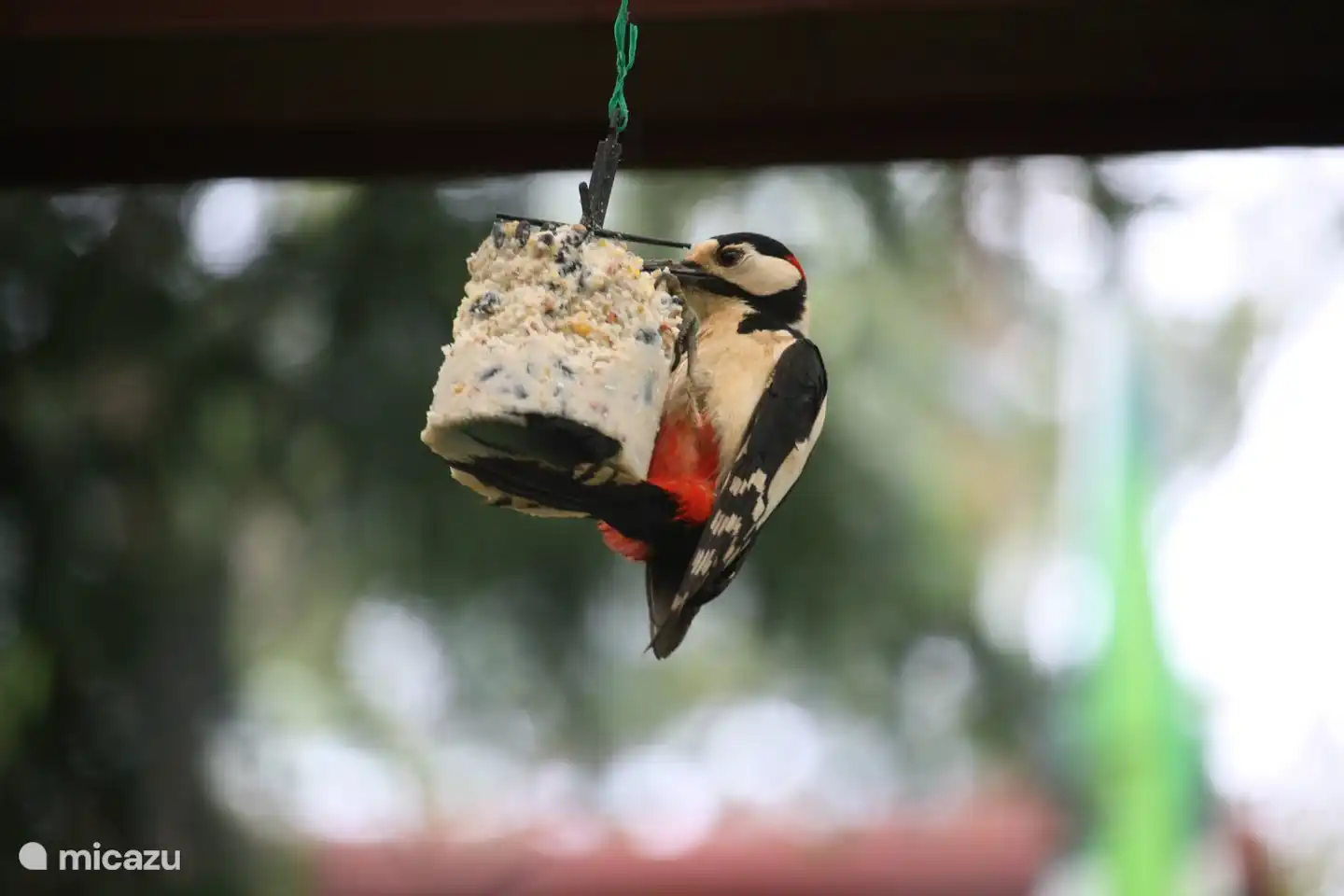 Los pájaros carpinteros -además de todos los carboneros- adoran las bolas de sebo