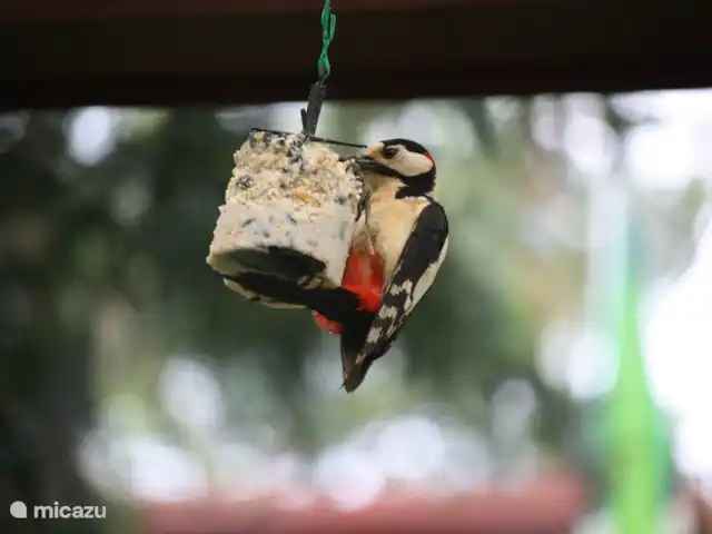 casa vacacional en Países Bajos, Güeldres, Halle – casa de vacaciones en el verde Los pájaros carpinteros -además de todos los carboneros- adoran las bolas de sebo