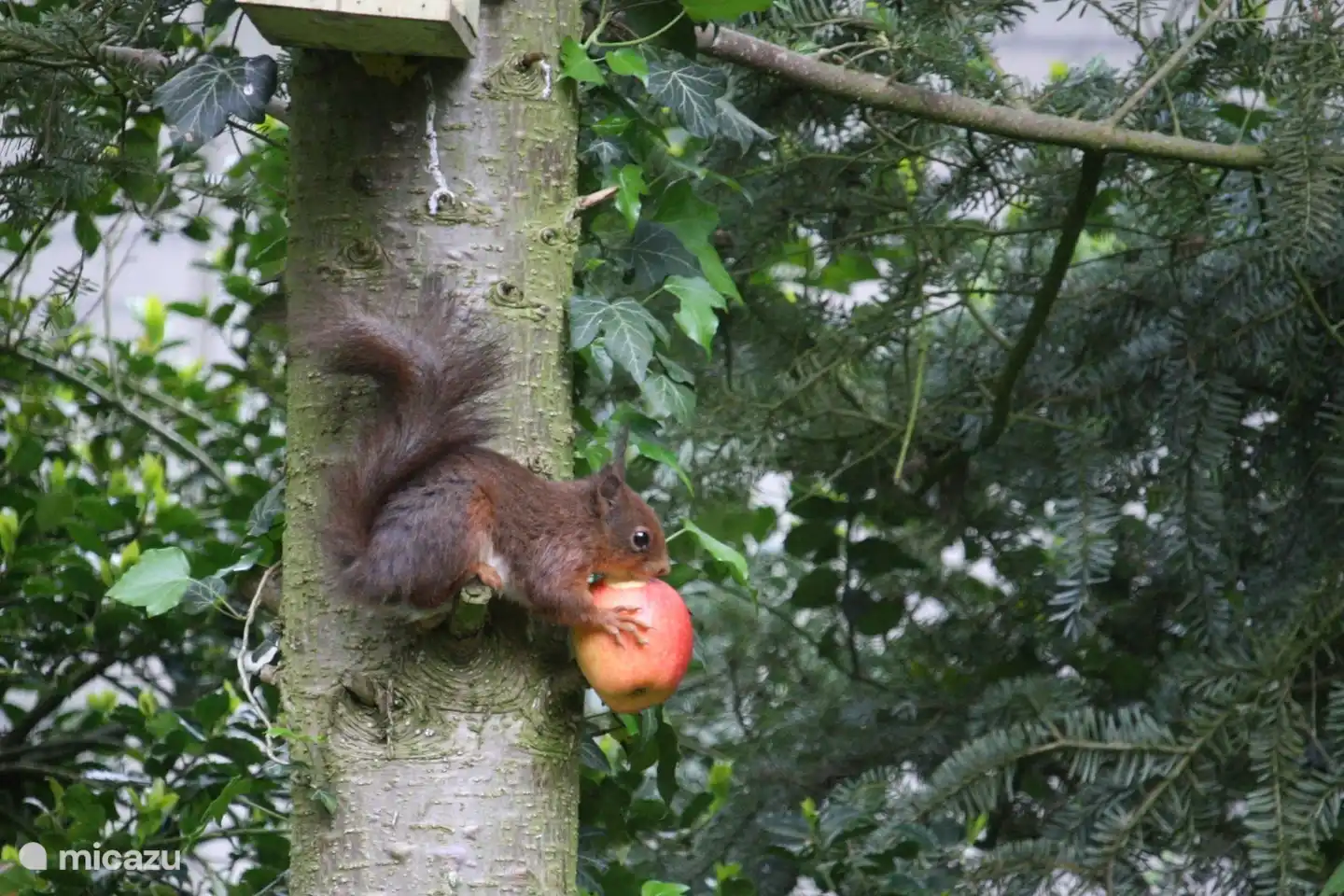 nuestra 'ardilla de la casa', que todos los días viene a 'recoger' su ración de frutos secos en nuestro jardín.