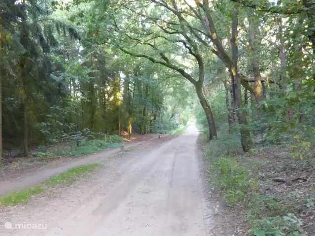 casa vacacional en Países Bajos, Güeldres, Halle – casa de vacaciones en el verde Deslízate desde el parque hacia el bosque con maravillosos senderos para caminar y andar en bicicleta.