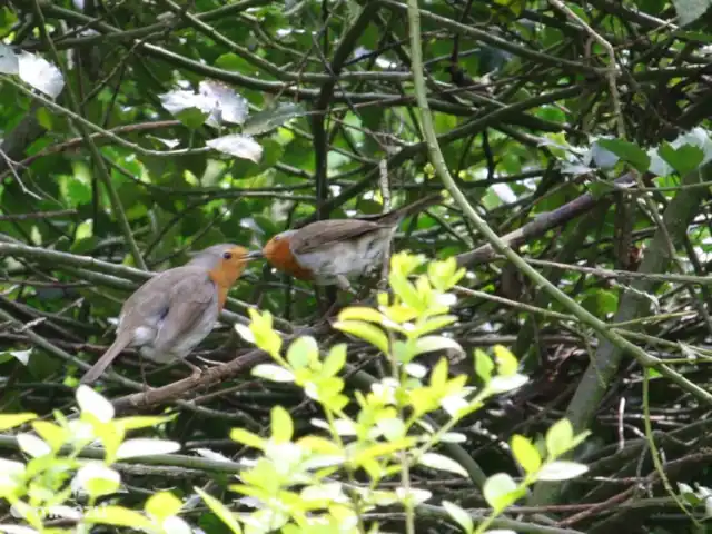 casa vacacional en Países Bajos, Güeldres, Halle – casa de vacaciones en el verde Simplemente puede admirar estas 'escenas' desde su silla perezosa en el jardín o la habitación.