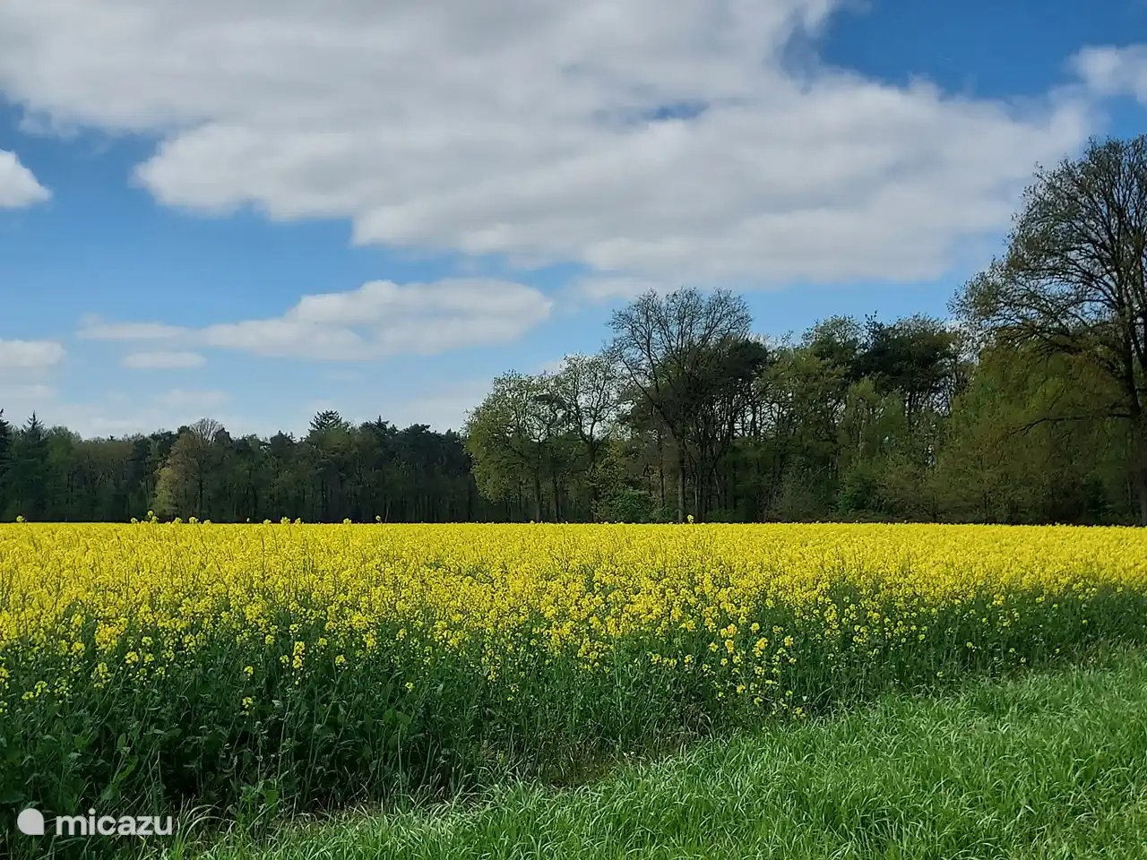 hermoso campo de colza en flor