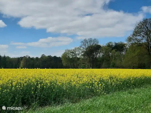 casa vacacional en Países Bajos, Güeldres, Halle – casa de vacaciones en el verde hermoso campo de colza en flor