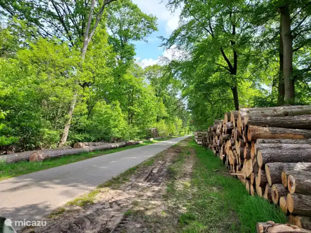 casa vacacional en Países Bajos, Güeldres, Halle – casa de vacaciones en el verde hermosos bosques para caminar por todos lados
