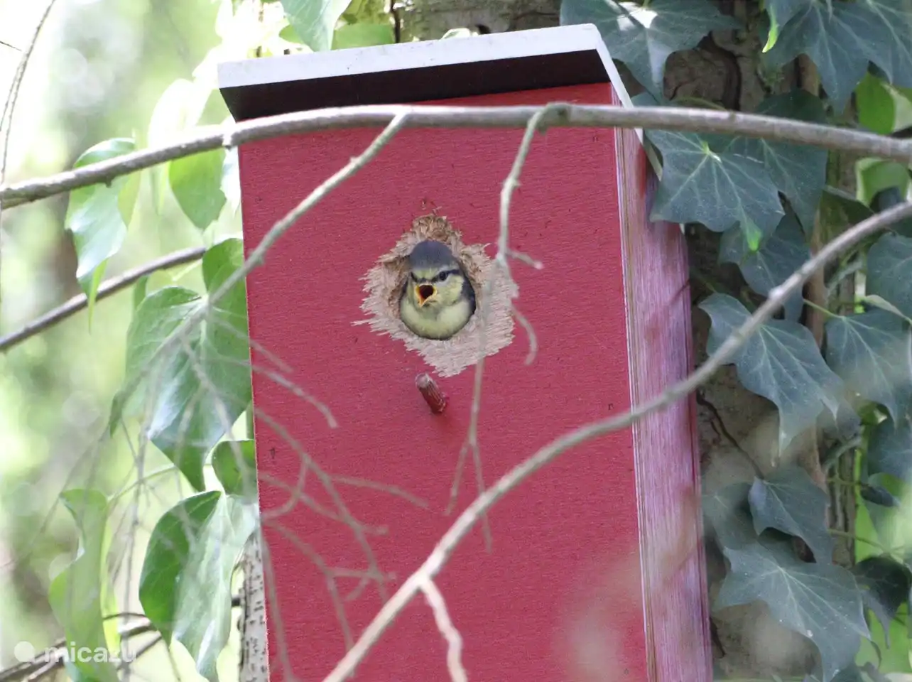 las cajas nido son utilizadas cada año por los herrerillos