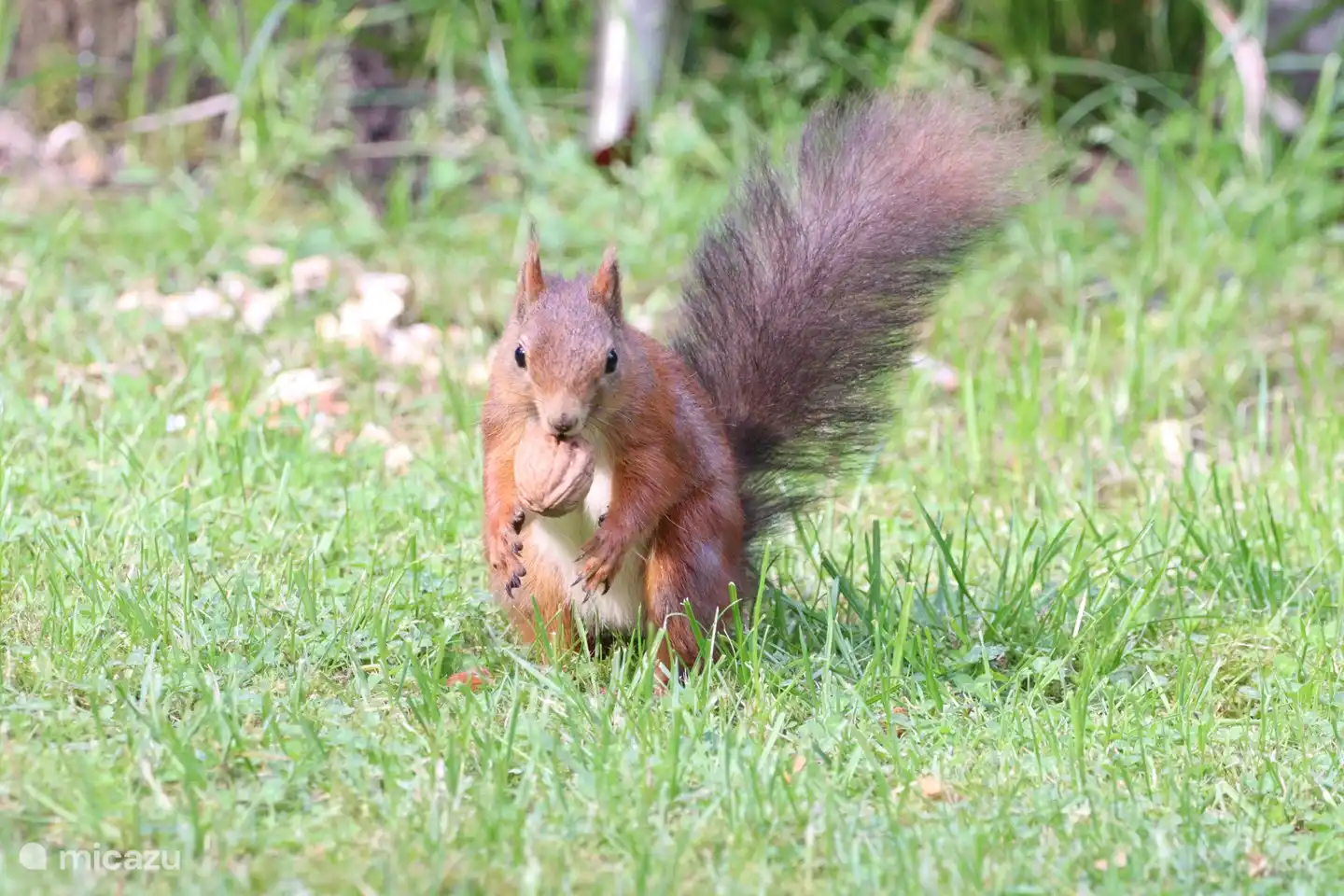 Siempre recibimos una visita de las ardillas cuando estamos en Bos en Enk. Por lo general, 1, pero a veces hay dos de ellos (un marrón claro y un marrón trueno) y luego juegan a la mancha o algo similar en el pino silvestre.