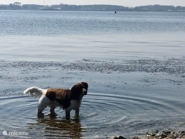 Bungalow Zélande | Pays-Bas, Zélande, Kamperland - maison de vacances Eau eau eau
