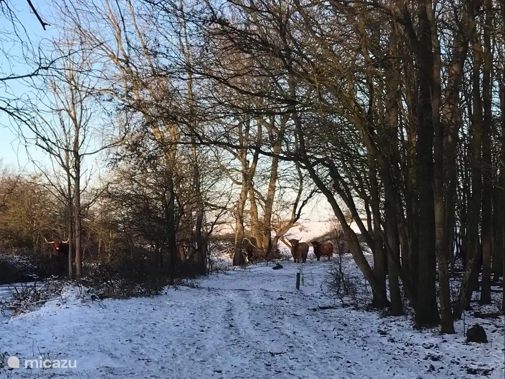 Highlanders écossais... !