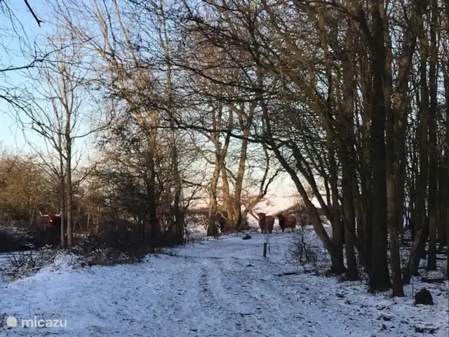 Bungalow Zélande | Pays-Bas, Zélande, Kamperland - maison de vacances Highlanders écossais... !