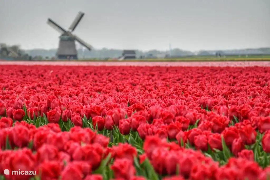 Das Ferienhaus liegt im größten zusammenhängenden Zwiebelgebiet der Welt, besonders im Frühling ist Genuss angesagt