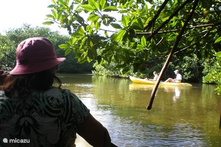 Kanoeën in de mangroves