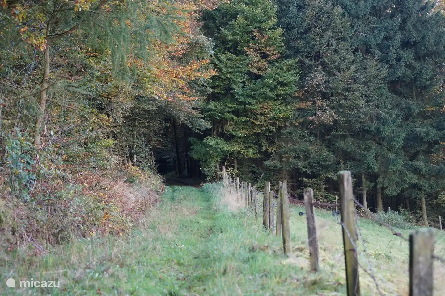 Waldweg neben Hinterhof