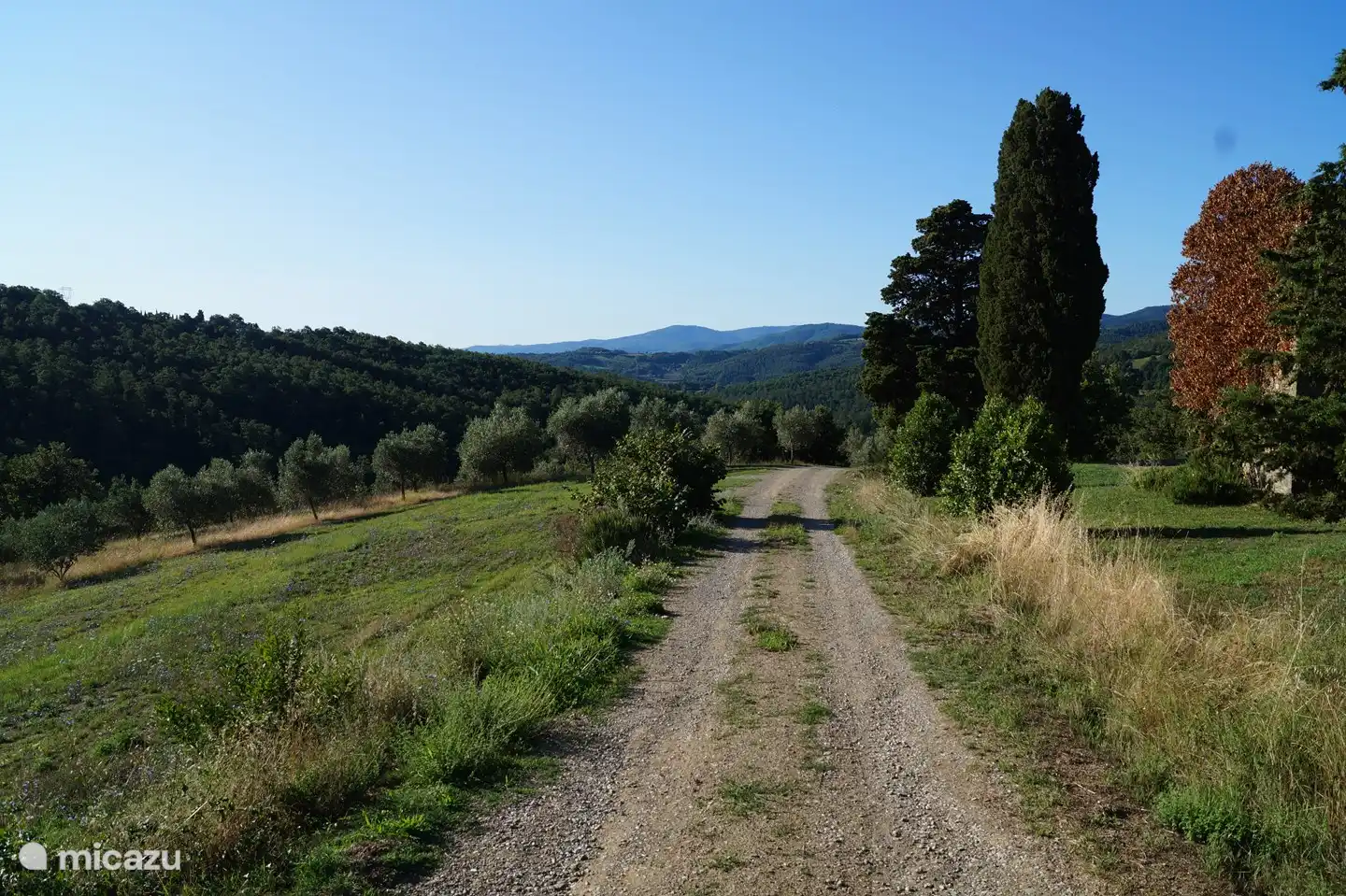 The driveway seen from the house