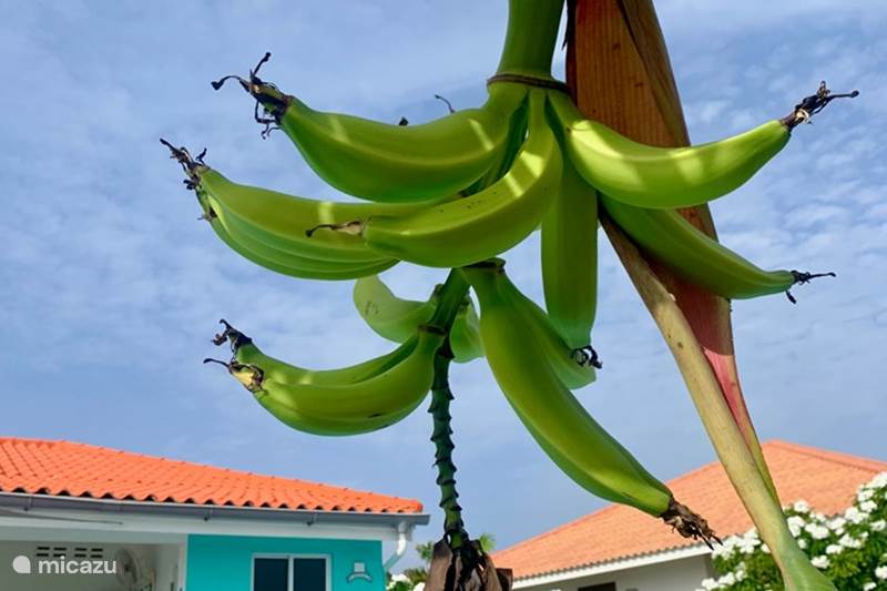 Vacation rental Curaçao, Banda Abou (West), Fontein Villa Klein Fontein