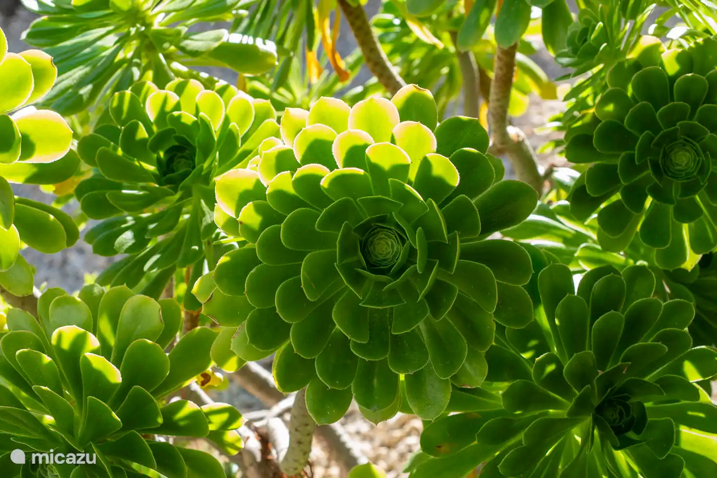 El jardín es precioso