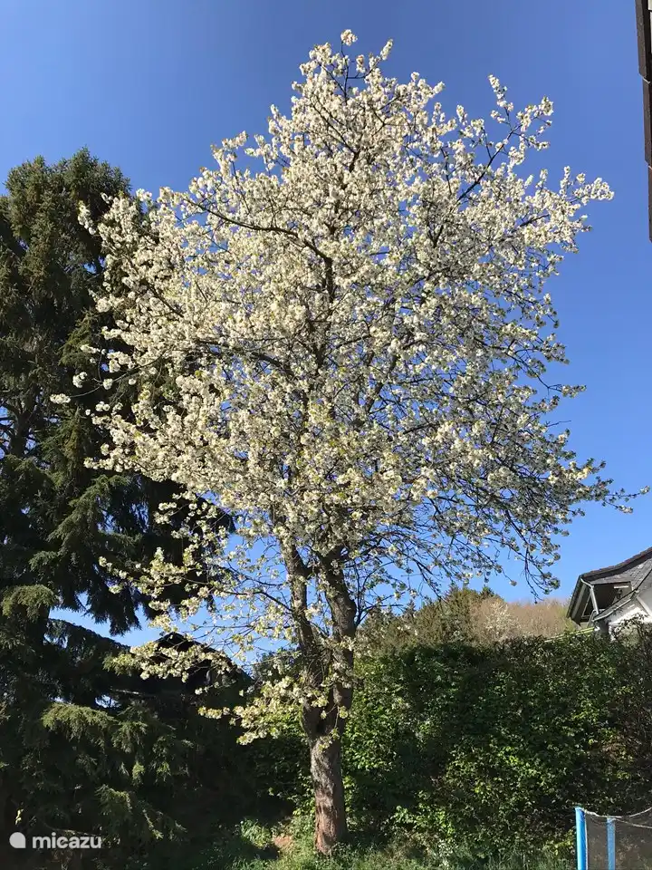 Cerisier en fleurs dans notre jardin
