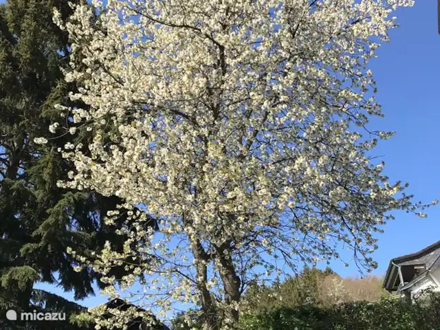 Villa Im Bongert Parque Nacional de Eifel en Alemania, Eifel, Hellenthal - casa vacacional Cerezo con flor en nuestro jardín