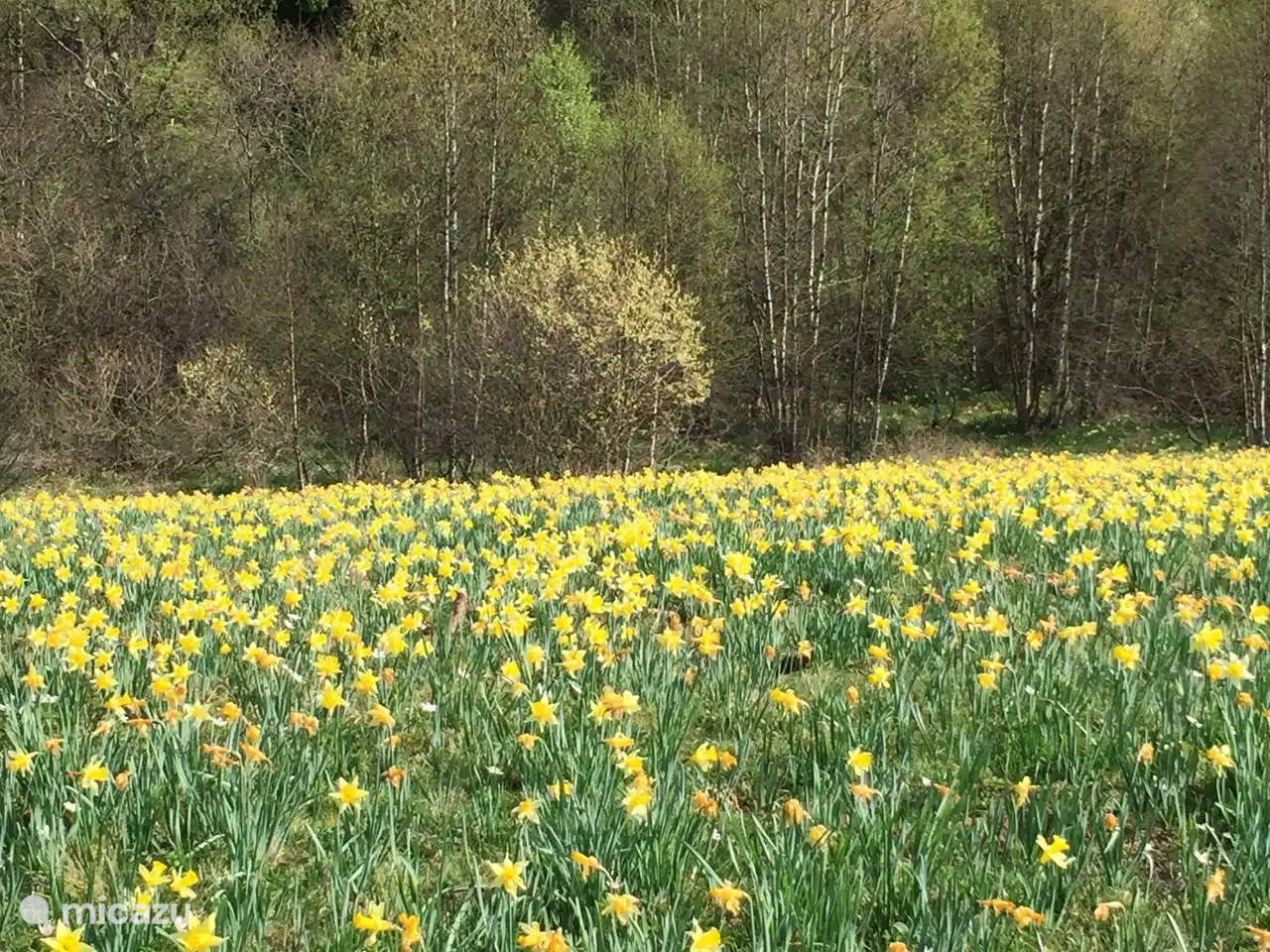 Jonquilles Hellenthal-Hollerath