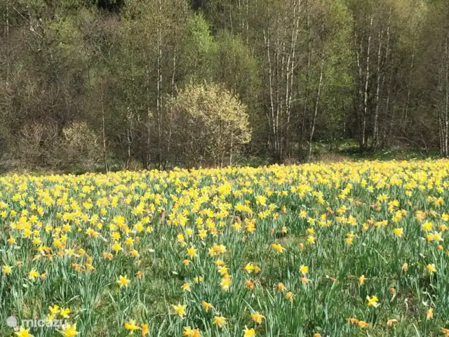 Ático Holgenbach Nat. Parque Eifel en Alemania, Eifel, Schleiden - apartamento Narzissen Hellenthal-Hollerath