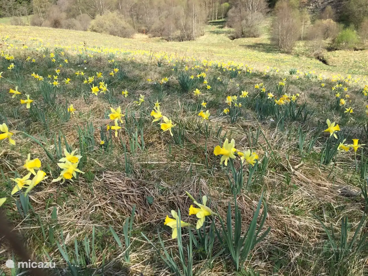 Narzissen Hellenthal-Hollerath