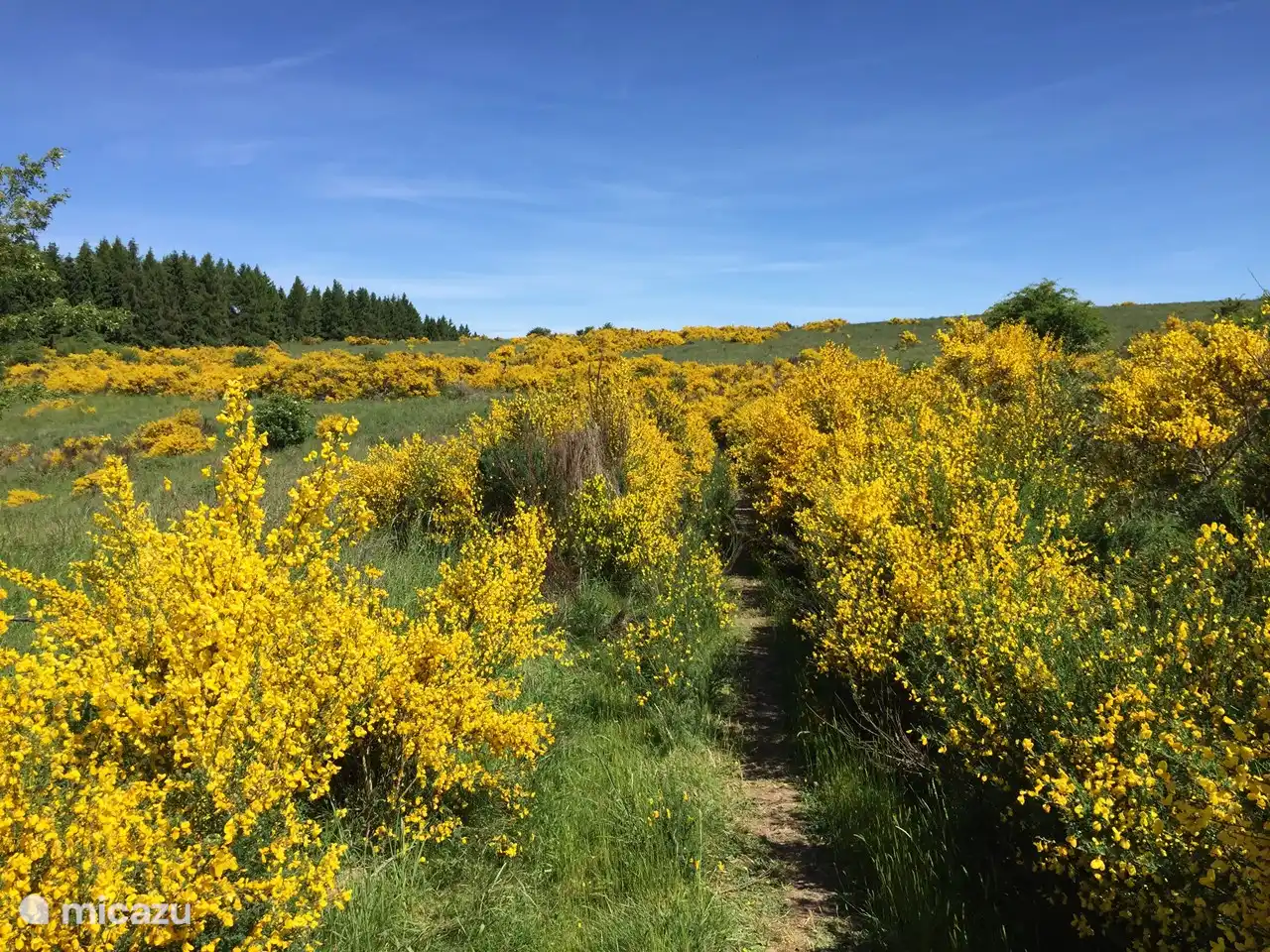 Ginsterblüte auf der Dreiborner Hochfläche
