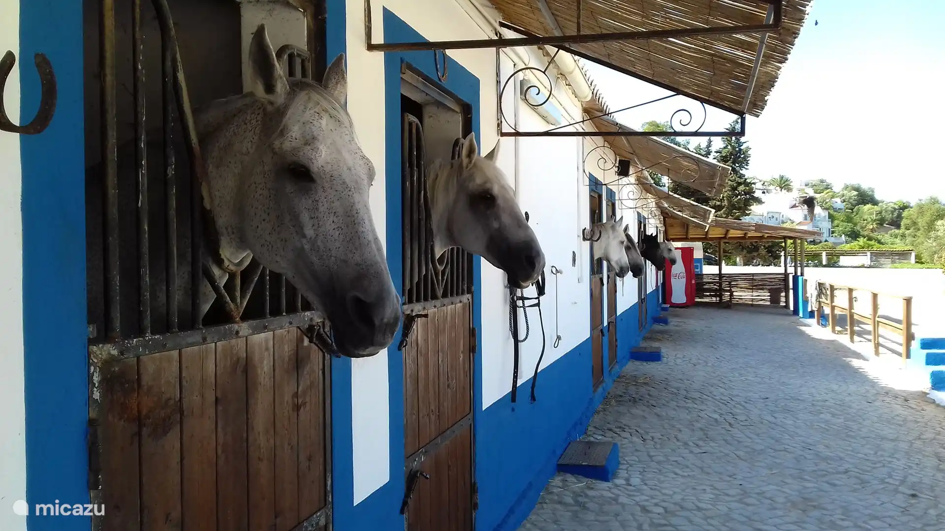 Chevaux dans la vallée