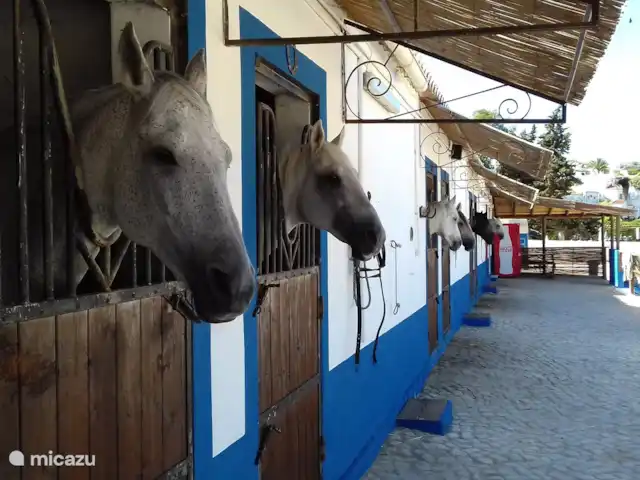 Casa Pura Vida, vue fantastique sur la mer | Portugal, Algarve, Guia - maison de vacances Chevaux dans la vallée