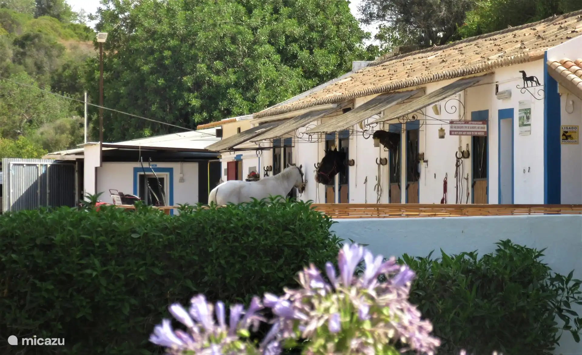 Chevaux dans la vallée