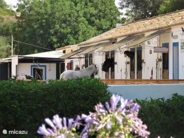 Casa Pura Vida, vue fantastique sur la mer | Portugal, Algarve, Guia - maison de vacances Chevaux dans la vallée
