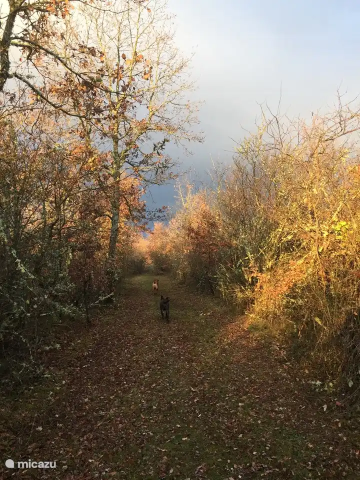 herfstwandeling in het park van Escudes