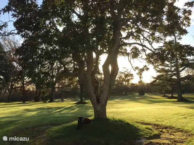 Location de Vacances France, Tarn-et-Garonne, Vigueron, studio - Escudes Touche d'Or Arbres particuliers dans le parc des Escudes