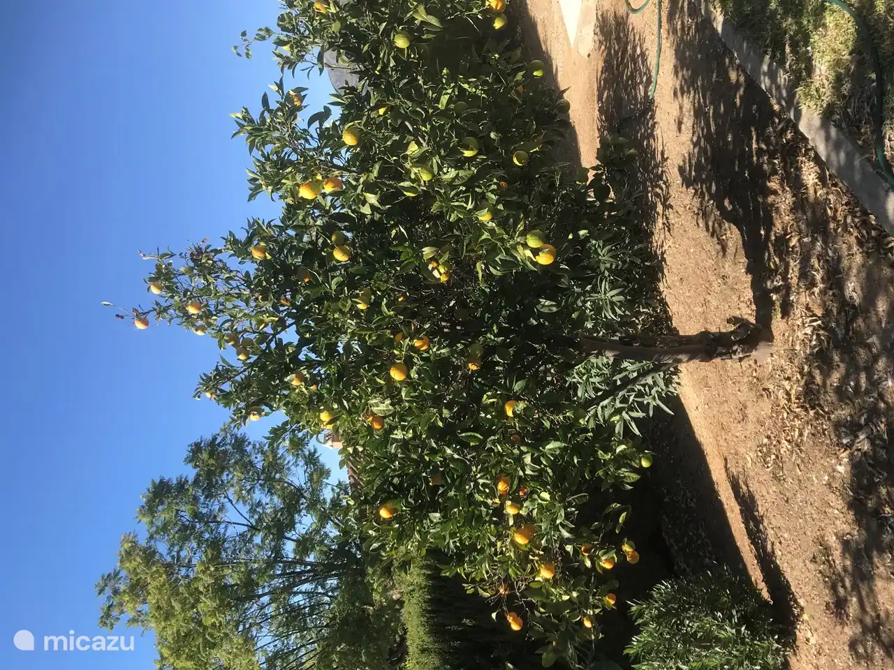 1 van onze fruitbomen in eigen tuin
