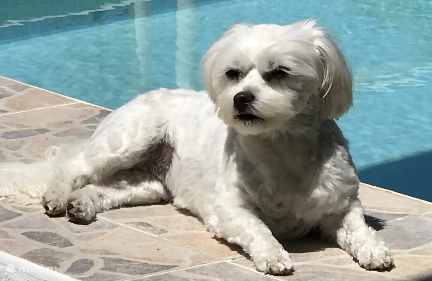 Kiki onze huisgenoot