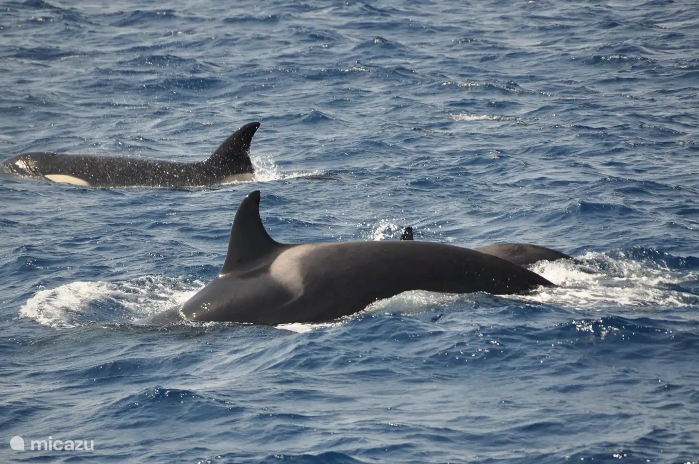 In juli en augustus kun je vanuit Tarifa een boottrip maken om orka's en walvissen te zoeken in de straat van Gibraltar.