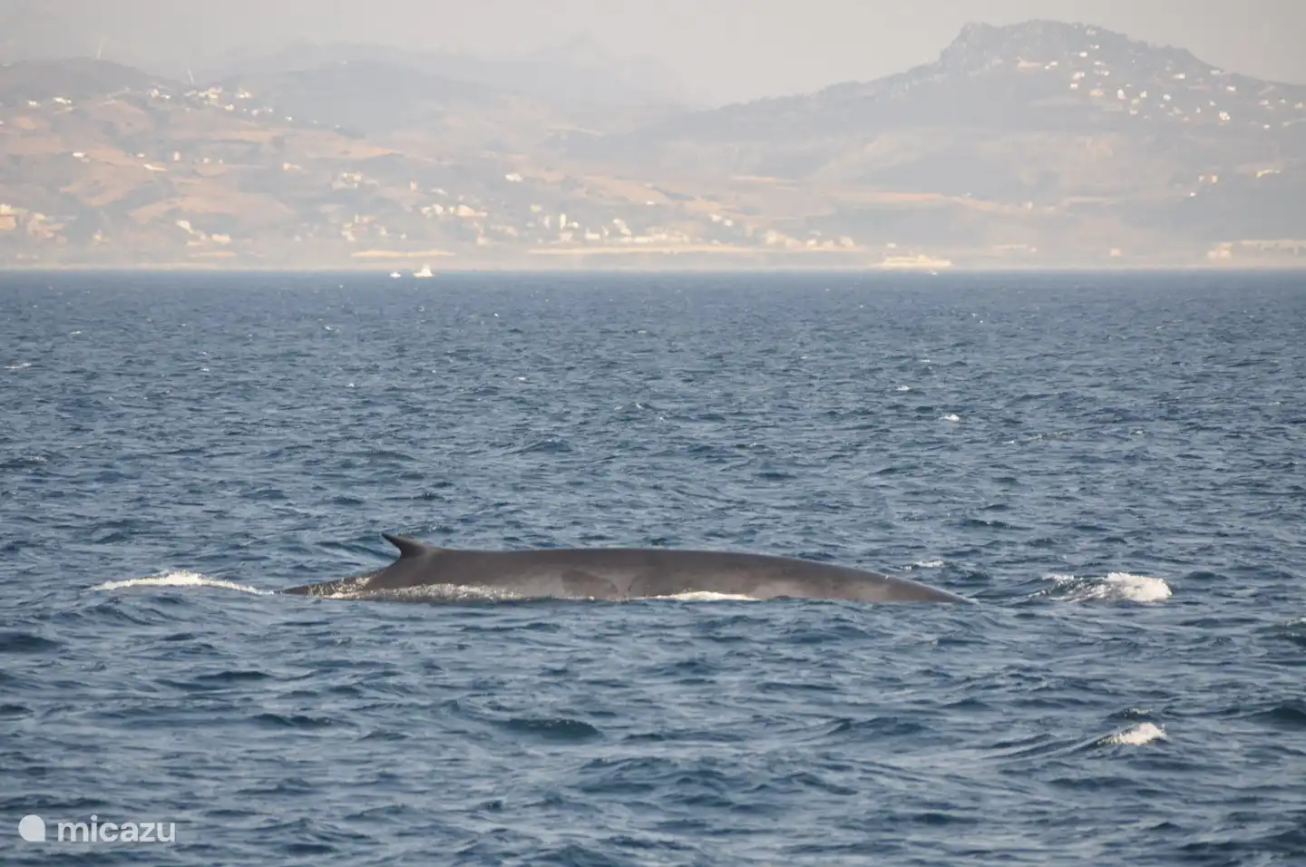 In juli en augustus kun je vanuit Tarifa een boottrip maken om orka's en walvissen te zoeken in de straat van Gibraltar.