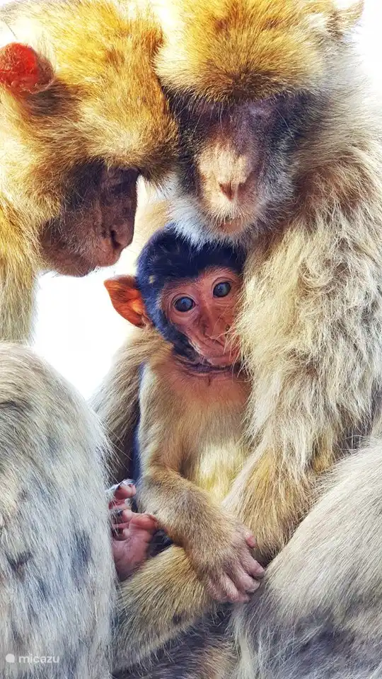 De loslopende aapjes op de rots in Gibraltar