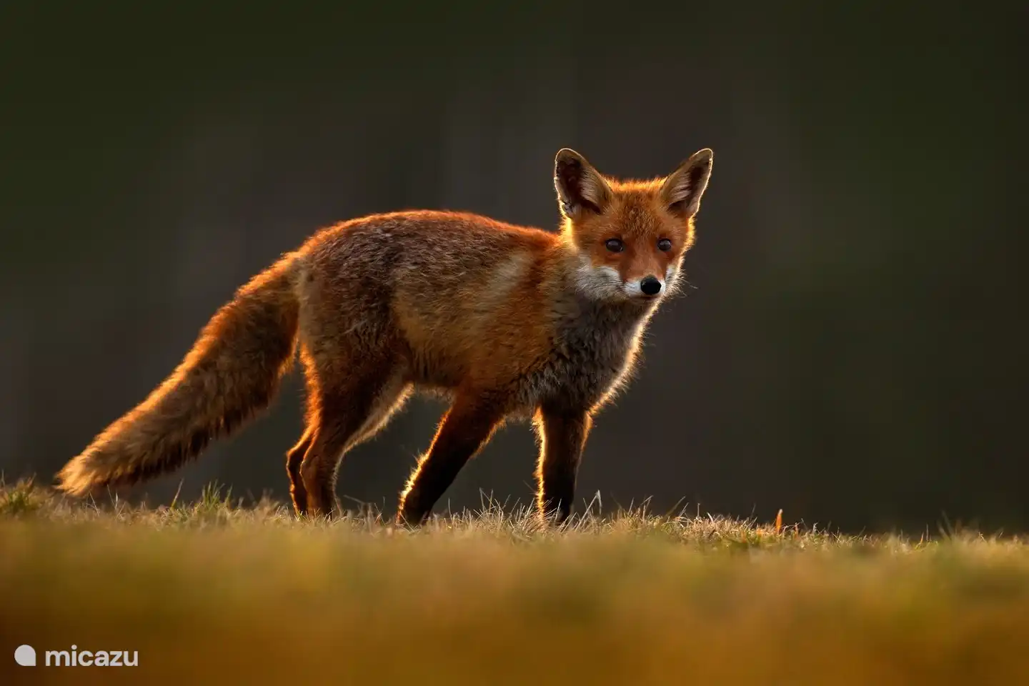 Der Fuchs, der oft im Garten zu sehen ist 