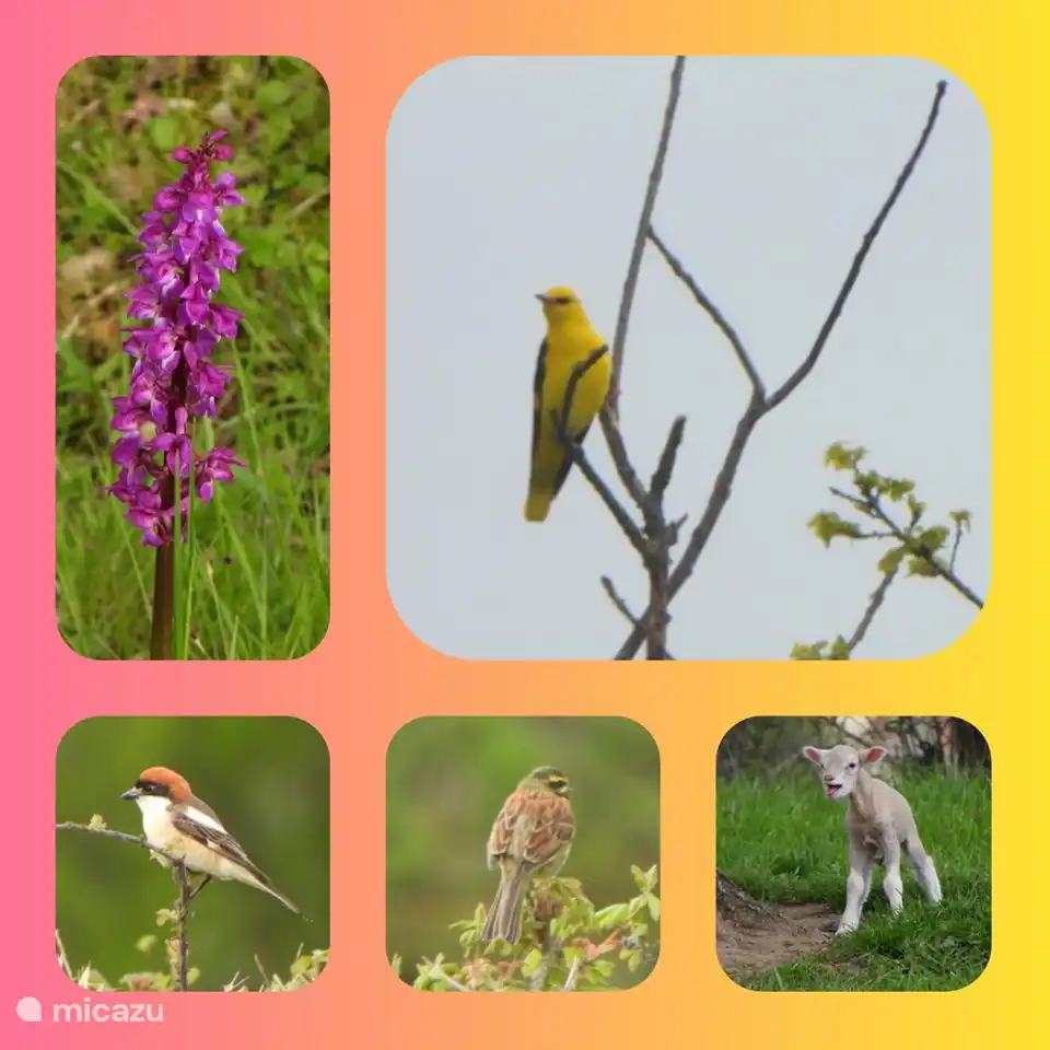 Vogelbeobachtung in der Nähe