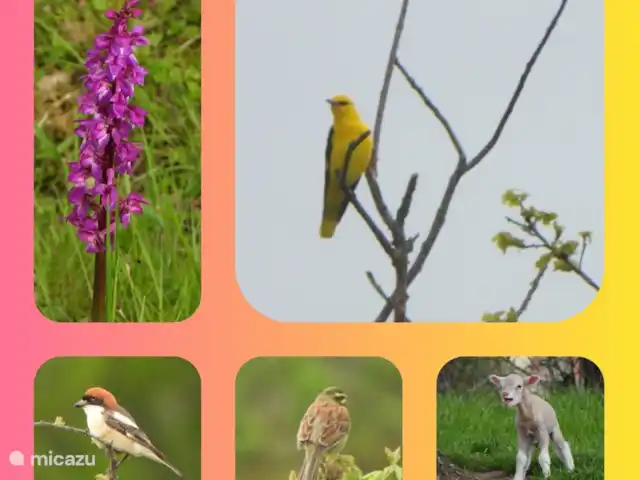 La Collin | France, Allier, Château-sur-Allier - maison de vacances observation des oiseaux à proximité
