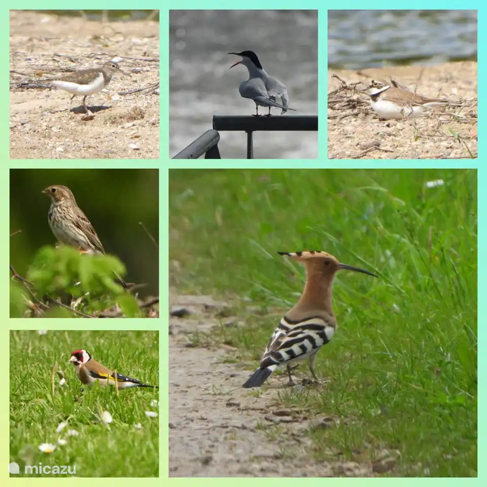 Vogelbeobachtung in der Nähe