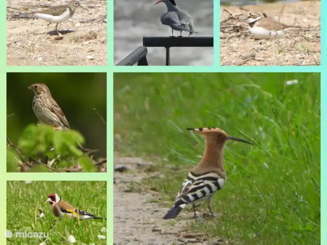 La Collin | France, Allier, Château-sur-Allier - maison de vacances observation des oiseaux à proximité