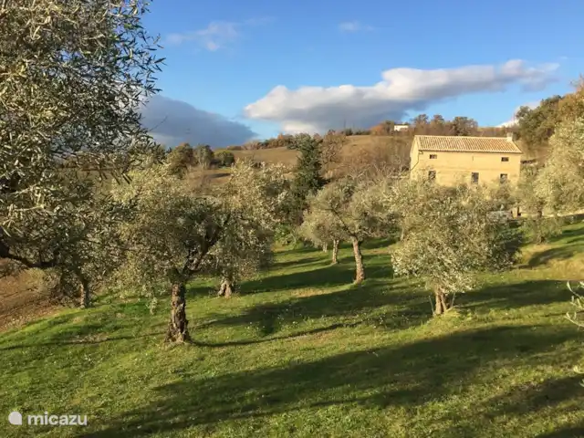 Casa PRIMO Le Marche | Italie, Marche, Tolentino - maison de vacances Prenez un bon déjeuner entre les oliviers