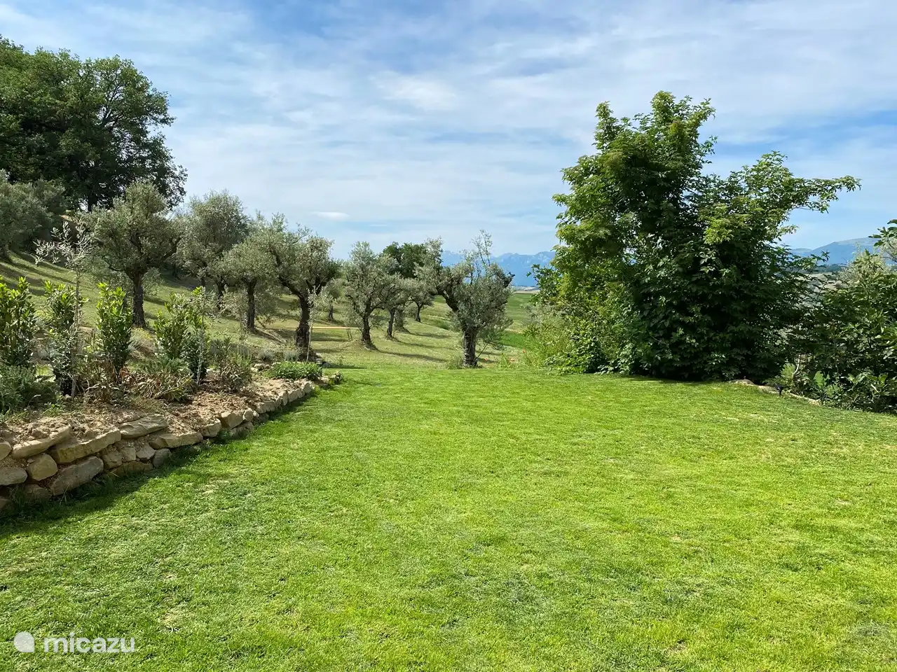 El jardín con olivos
