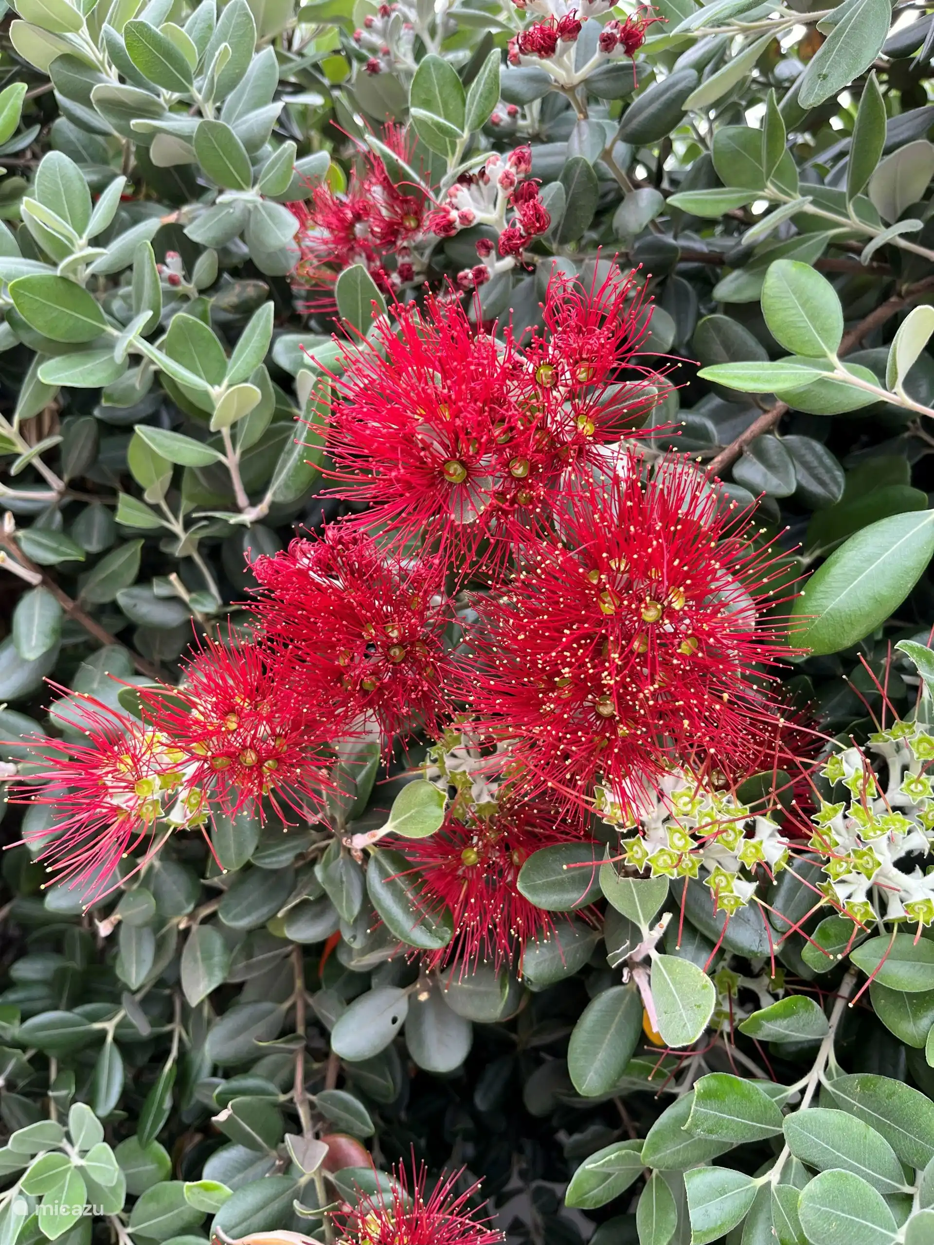 Wenn Sie im Juni bleiben, werden Sie die schönen Blüten der Hecke sehen.