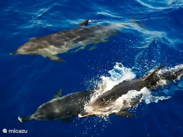 Villa das Hortas huren in Portugal, Costa de Prata, Salir Do Porto - villa Op de dijk van Nazaré kan u terecht voor meerdere aanbieders van diverse uitstappen: dolfijn spotting, quad tochten in de omgeving over de kliffen, jetski ed. U vindt de aanbieders terug via kiosken op de promenade van Nazaré of de haven.