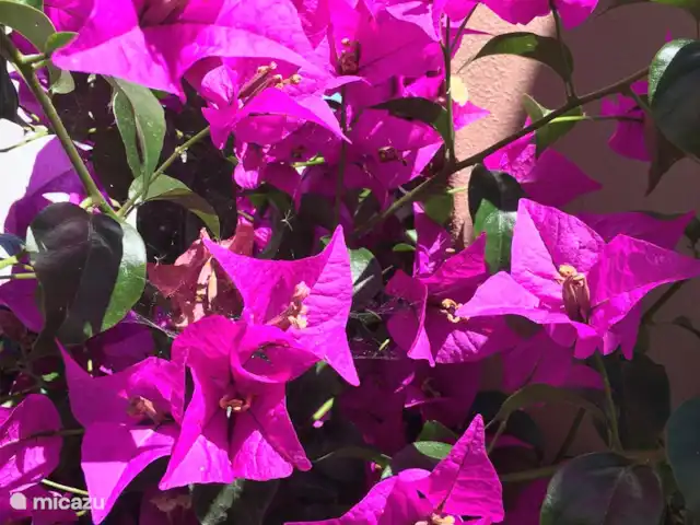 Villa das Hortas huren in Portugal, Costa de Prata, Salir Do Porto - villa Bougainvillea in volle bloei.