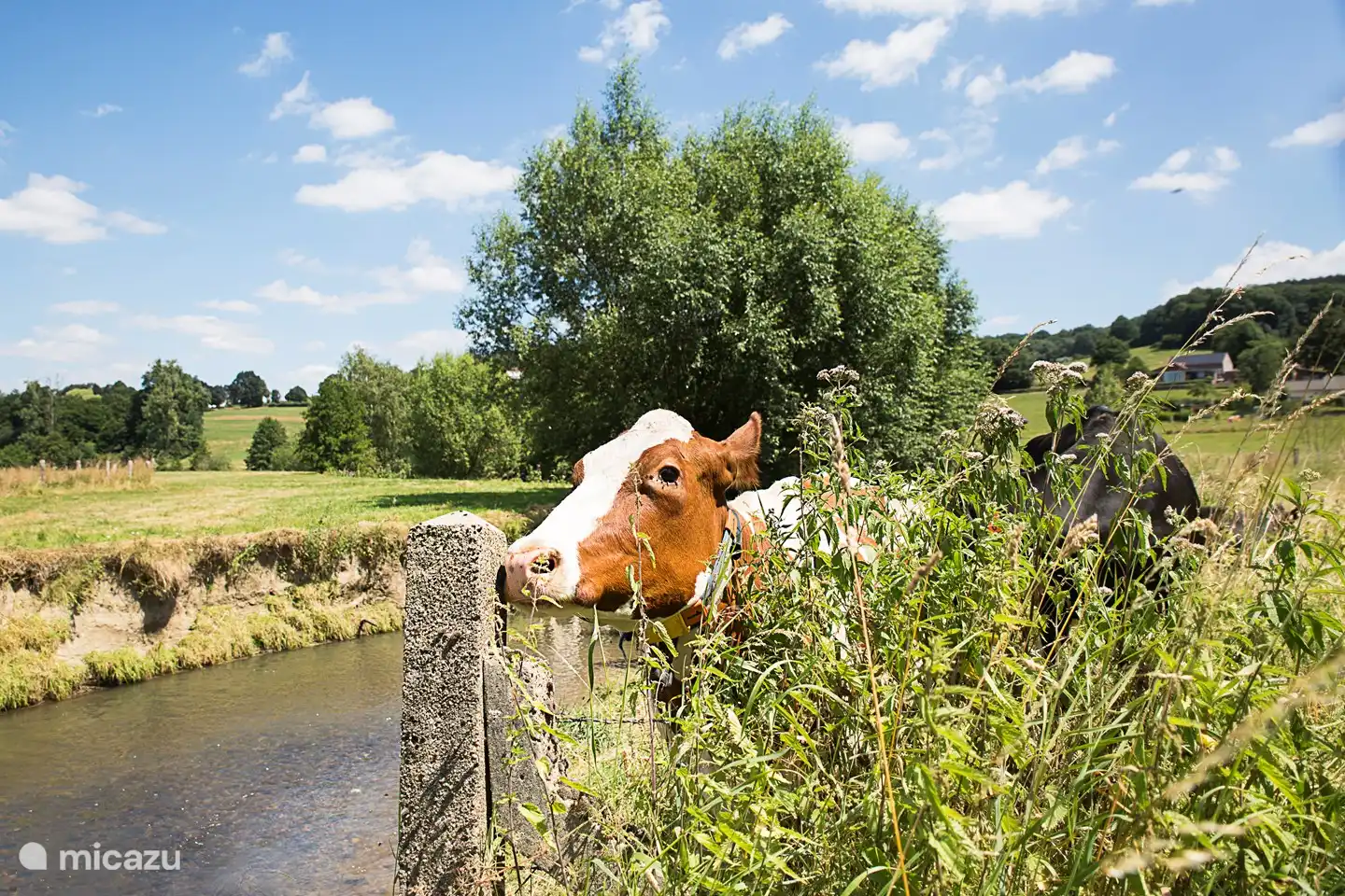 Sie können diese Szenen bei einem Spaziergang bewundern