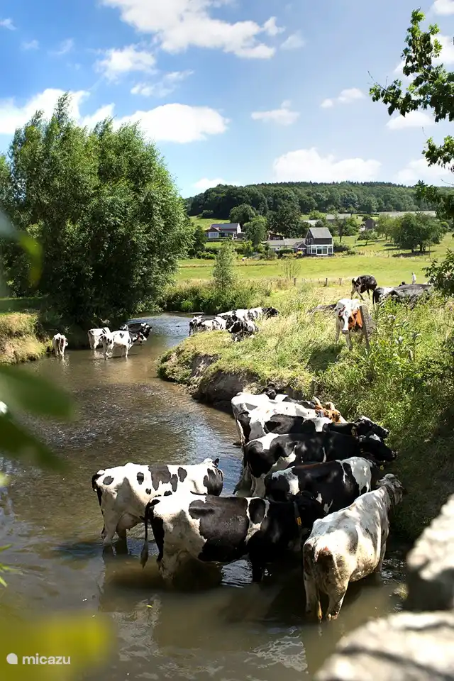 Erleben Sie die Natur bei einer Radtour oder Wanderung! Im schönen Süden Limburgs.