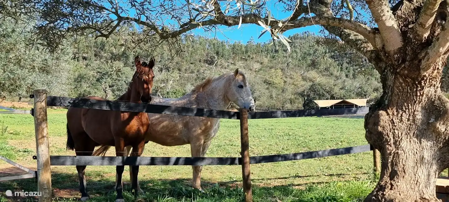 Lusitano-Pferde für unsere Lodges