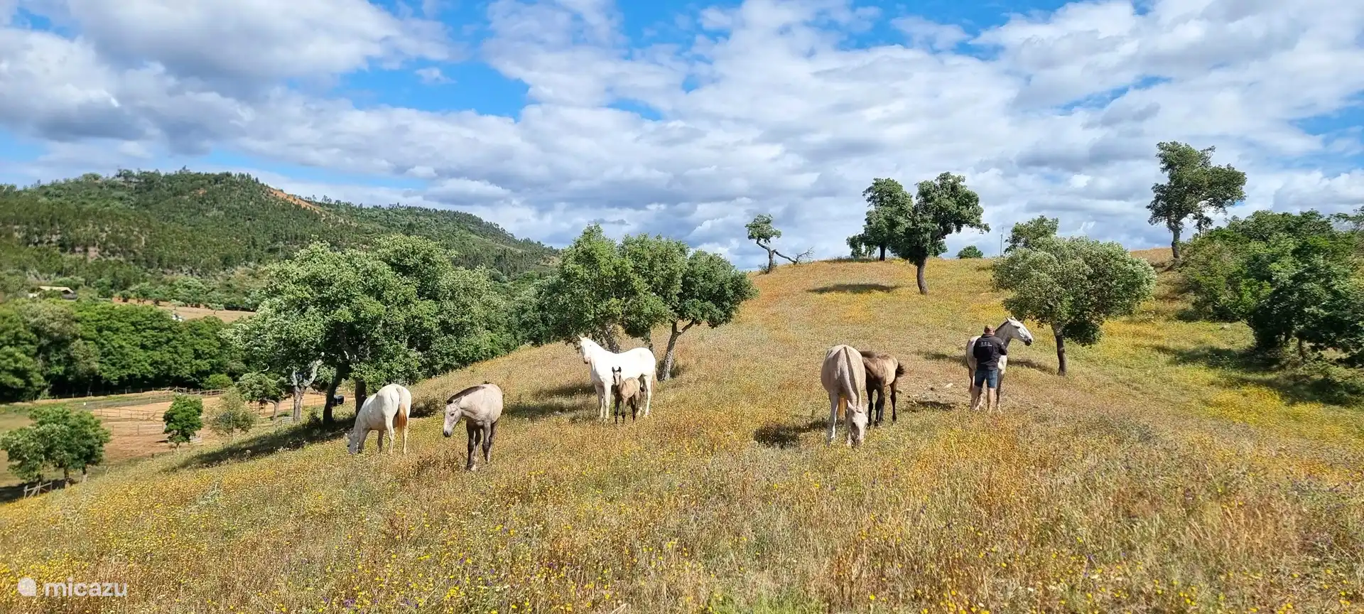 Unsere Lusitano-Pferde genießen die Wiesen
